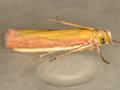 Oncocera semirubella
